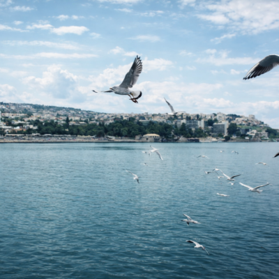 Gaivotas em voo sobre a costa
