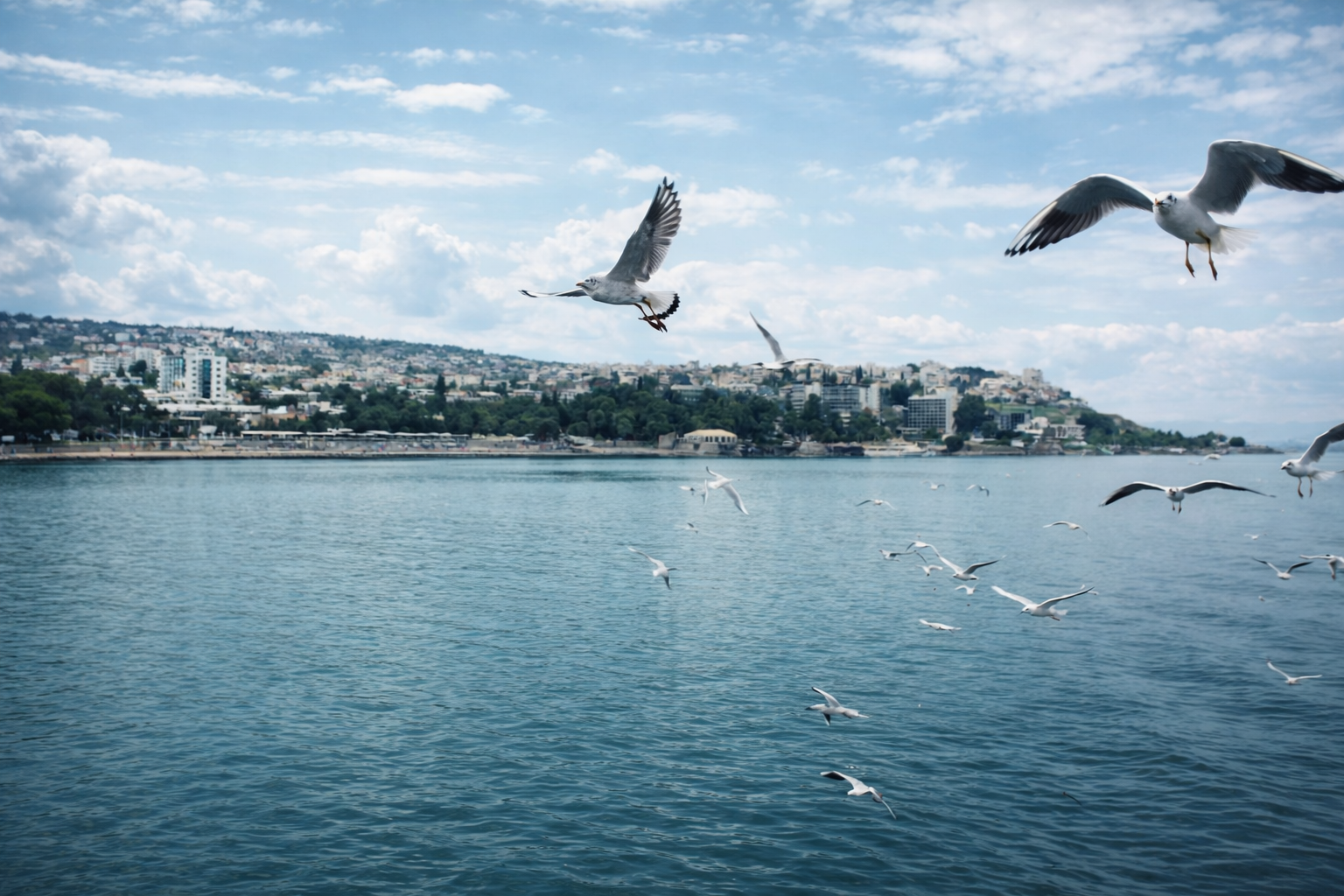 Gaivotas em voo sobre a costa