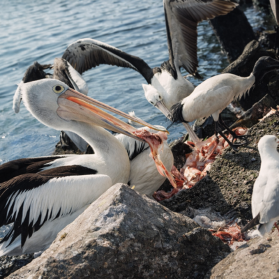 Pelicano e aves marinhas à beira-mar