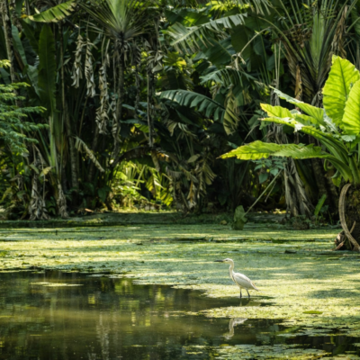 Garça branca em lagoa tropical