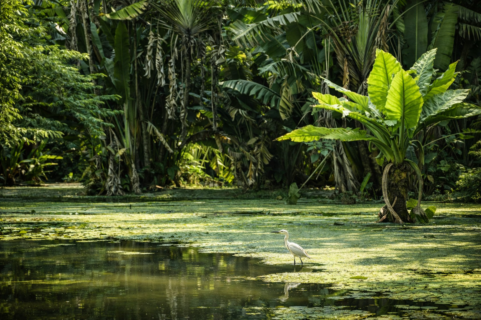 Garça branca em lagoa tropical