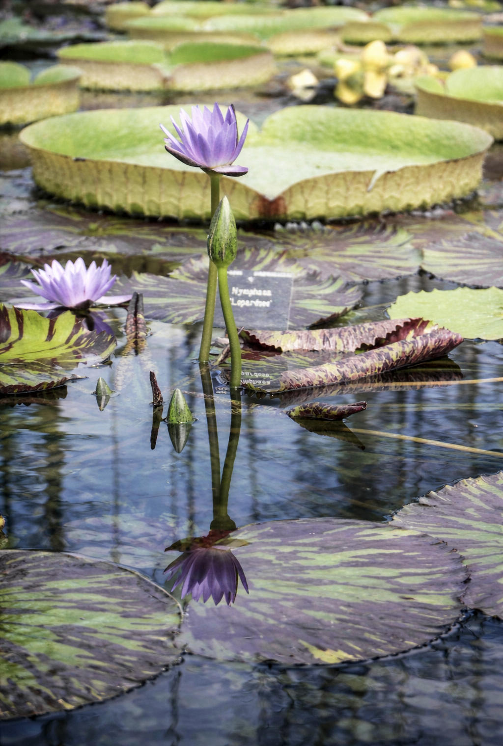 Lírios d'água no lago tranquilo