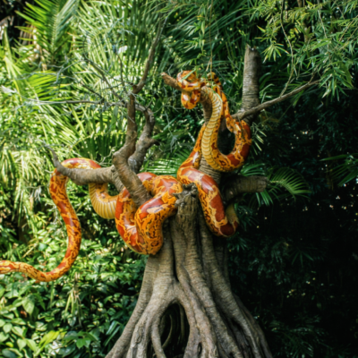 Python reticulado na selva tropical