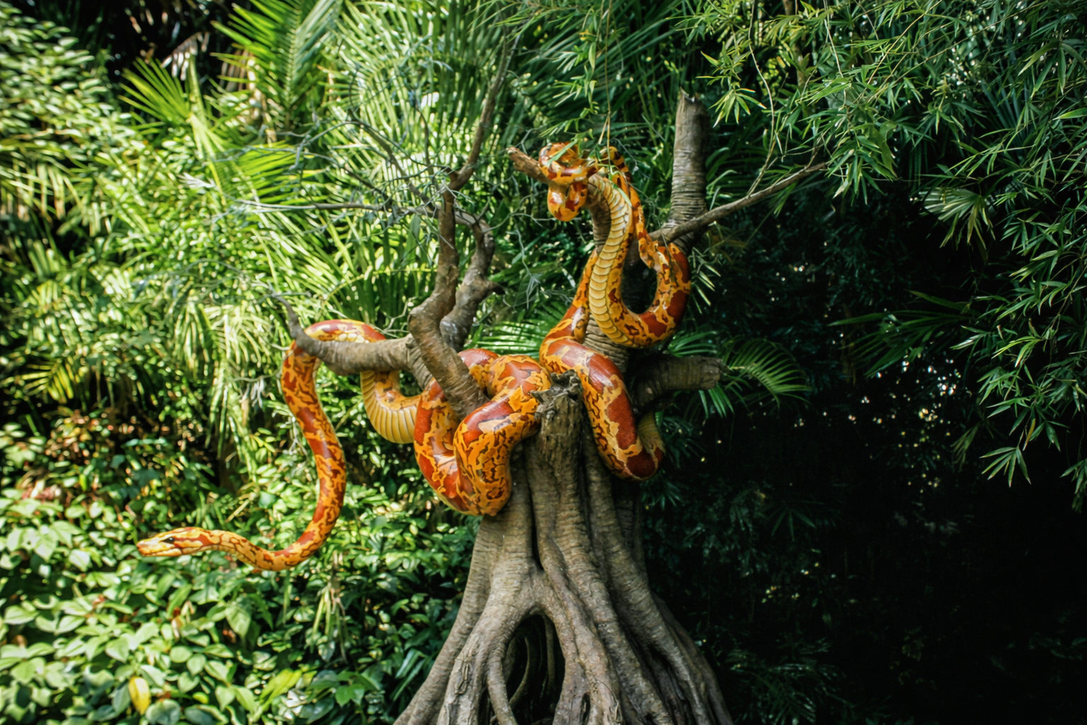 Python reticulado na selva tropical