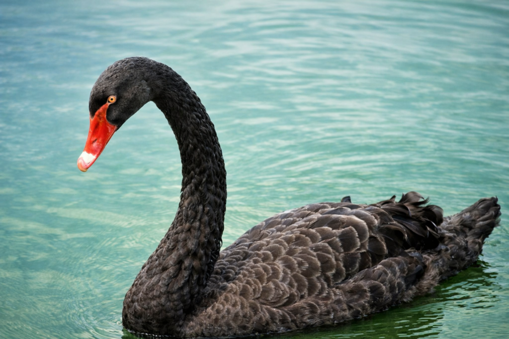 Cisne negro nas águas tranquilas