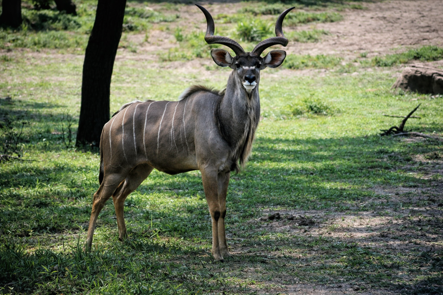 Kudu na savana africana