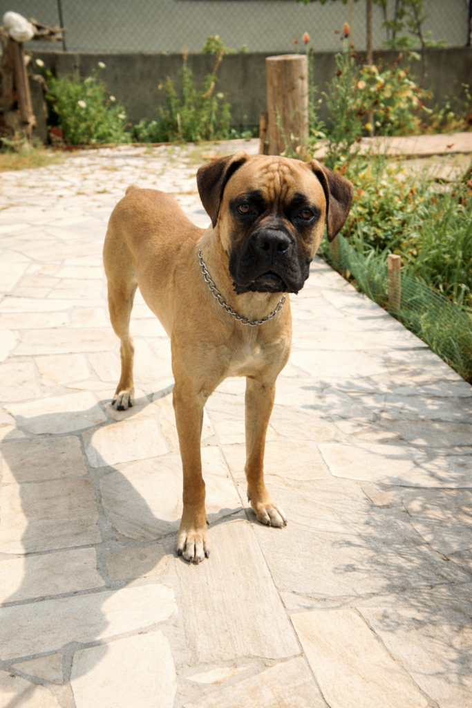 Cão Boxer no pátio ensolarado
