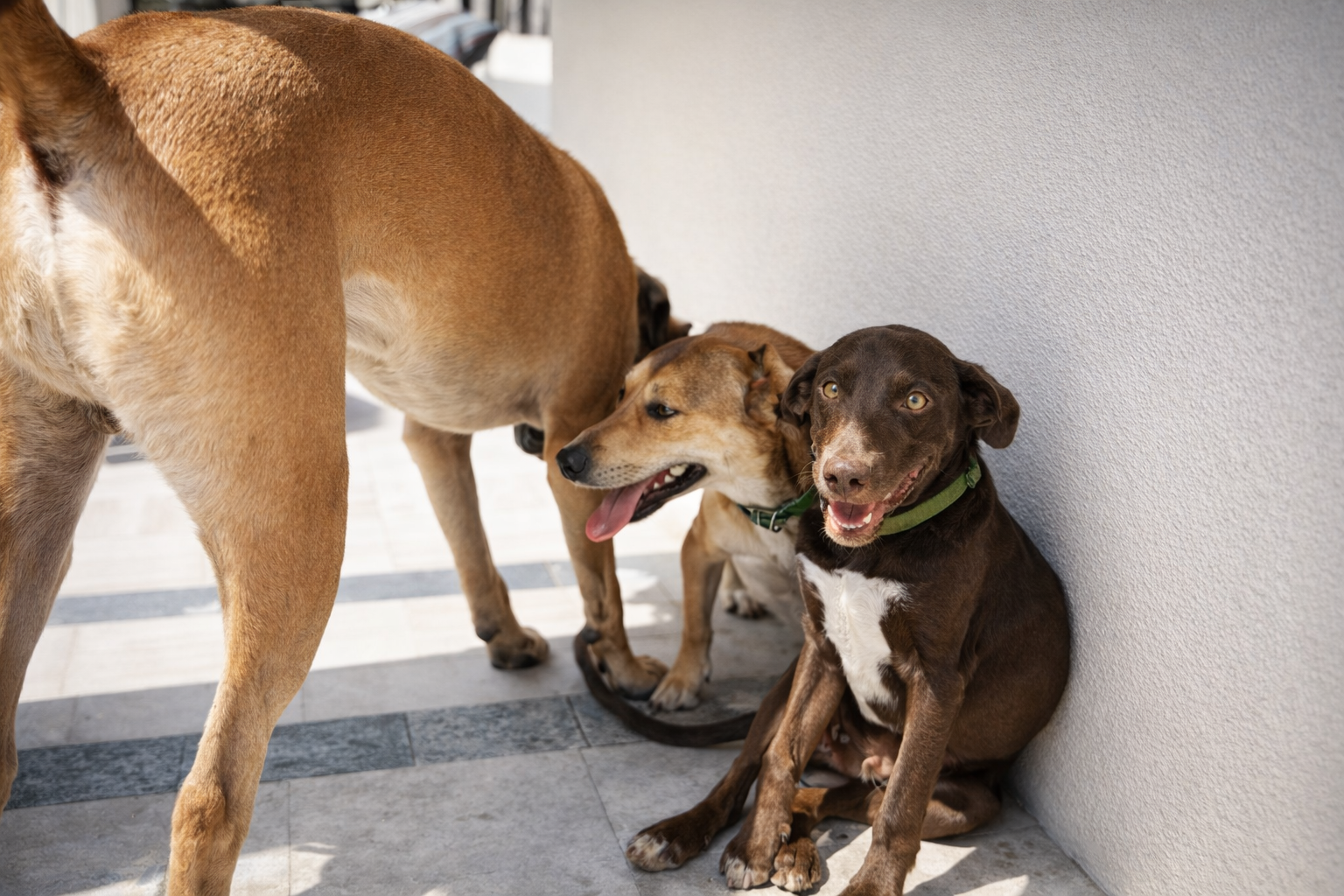 Três cães ao sol em fotografia detalhada