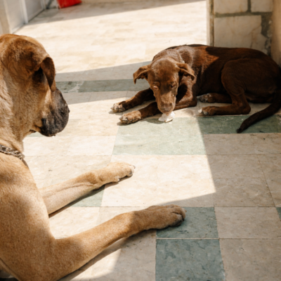 Cães a brincar ao sol