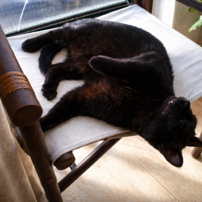 Gato negro descansando na cadeira