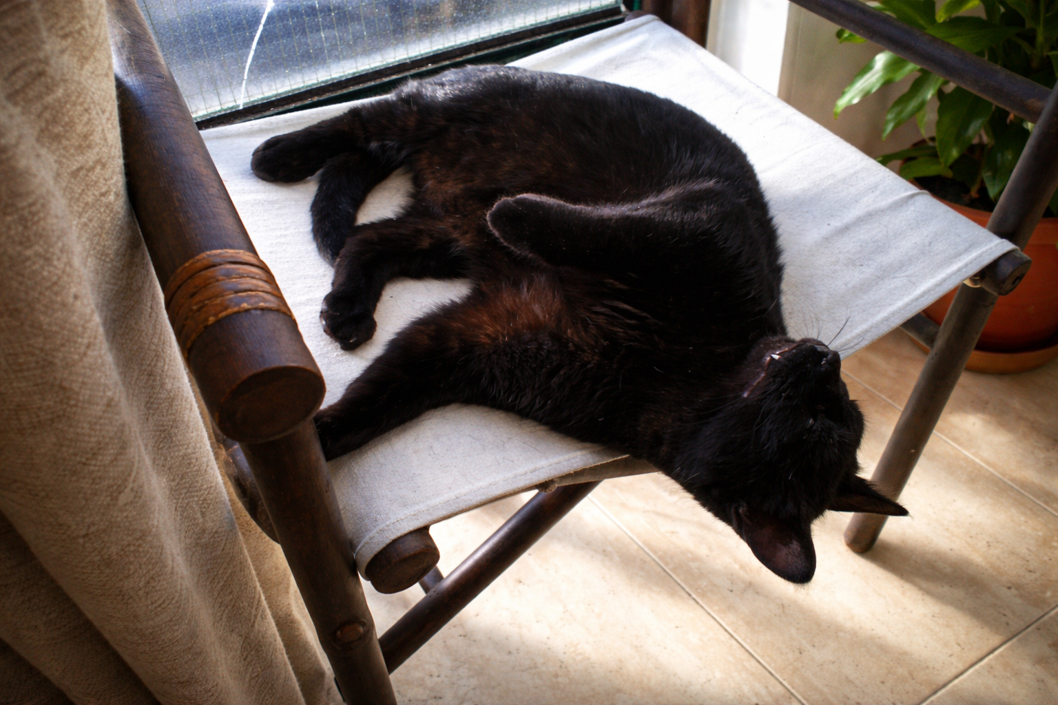 Gato negro descansando na cadeira