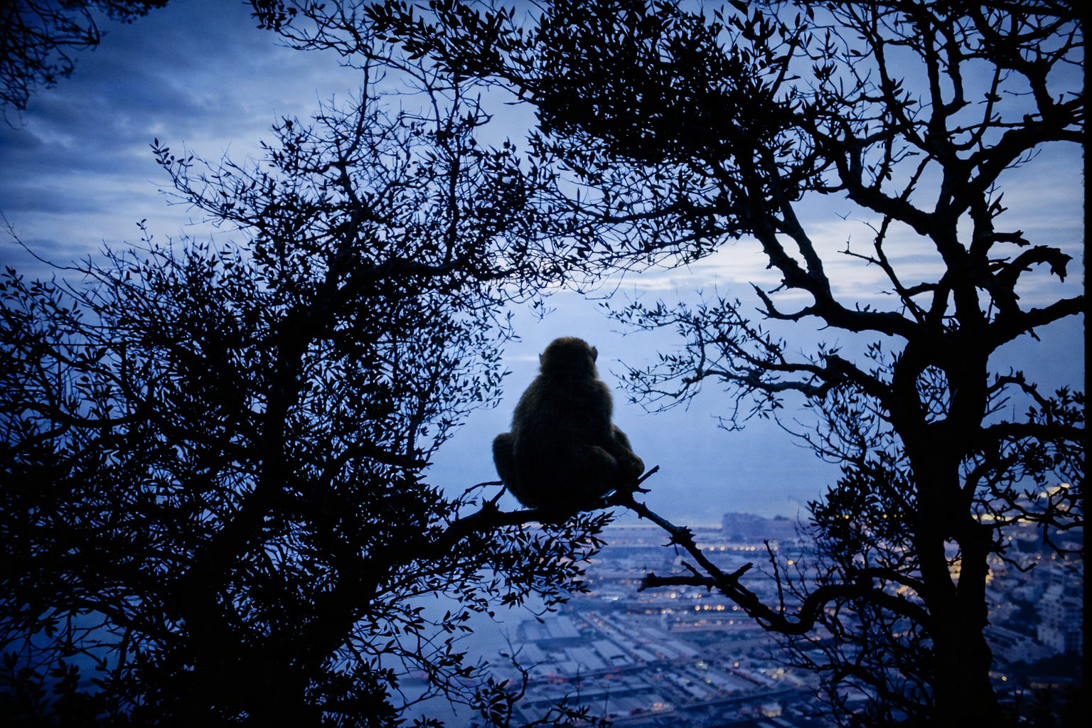 Macaco ao entardecer sobre a cidade