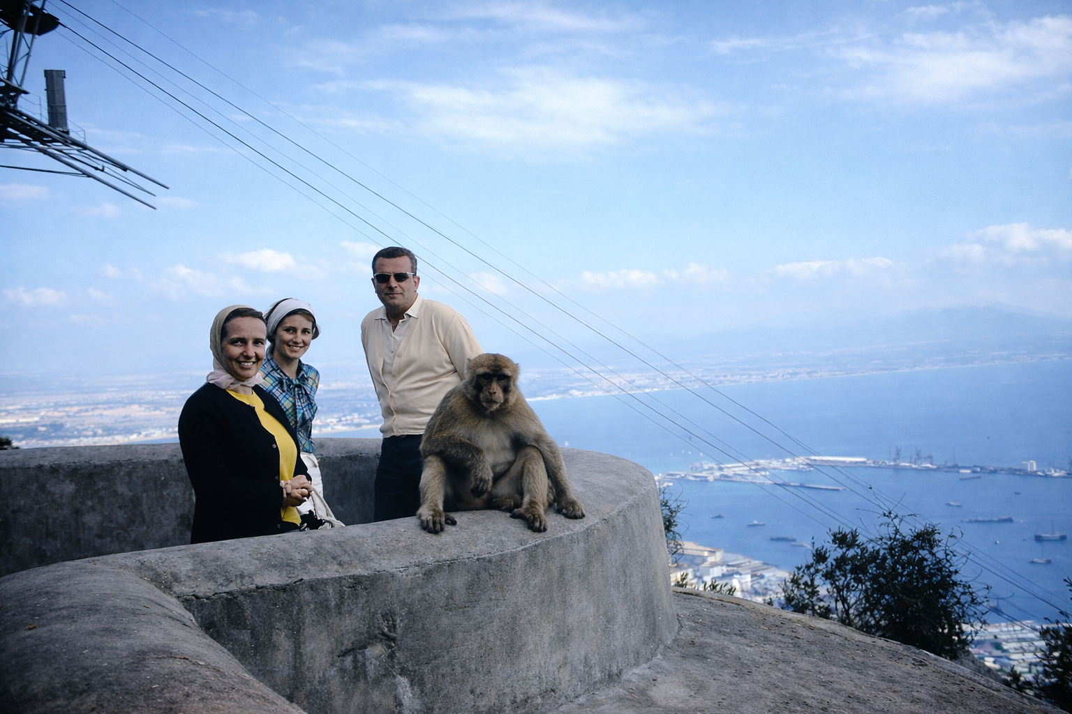 Observando o porto com macaco