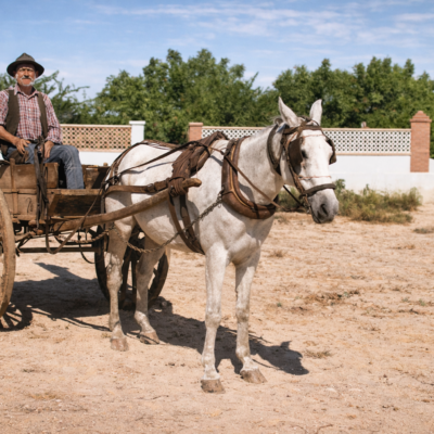Homem em carroça com cavalo