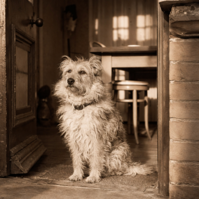 Cão atento na entrada de casa