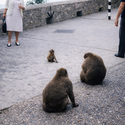 Macacos na calçada com visitantes humanos