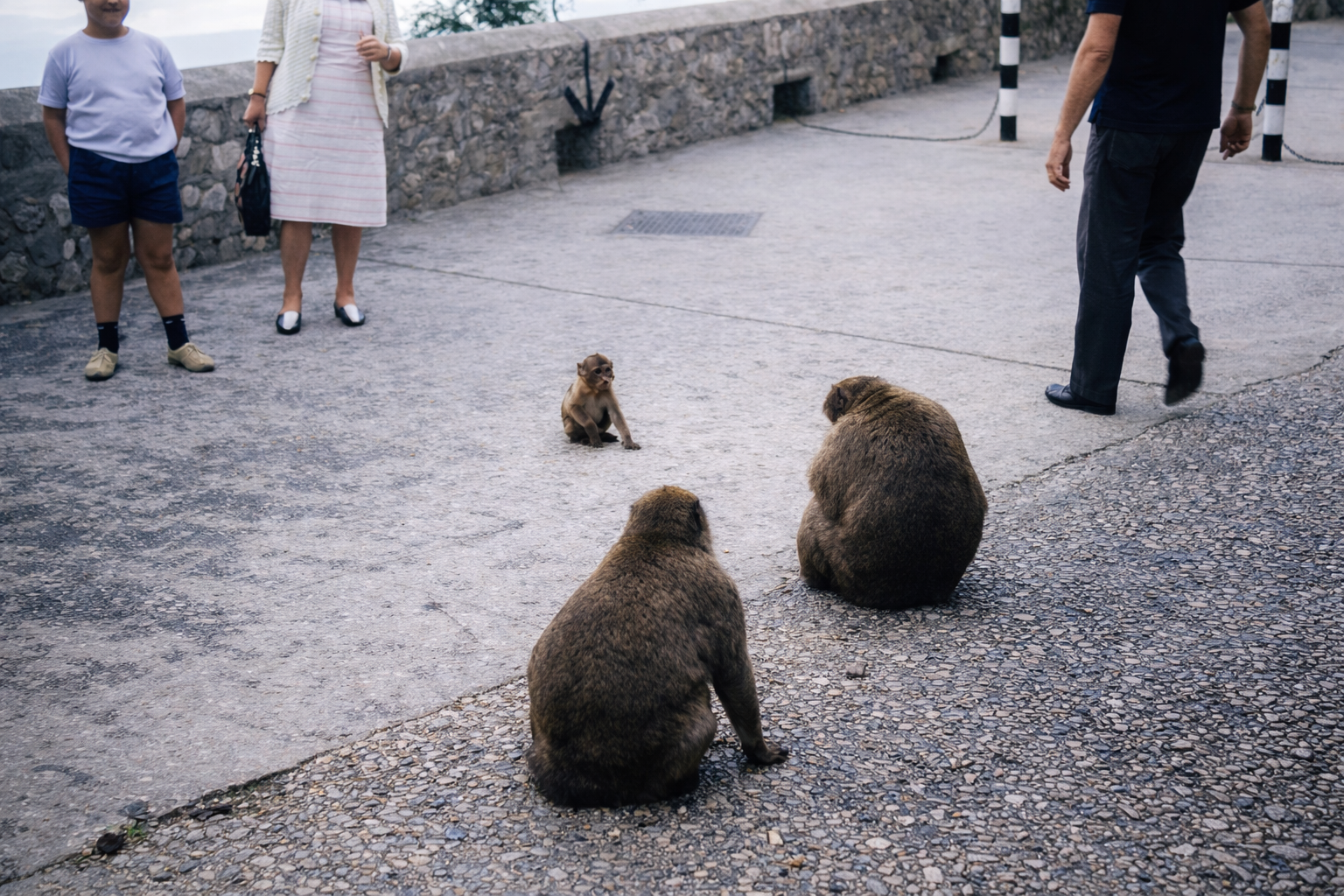 Macacos na calçada com visitantes humanos