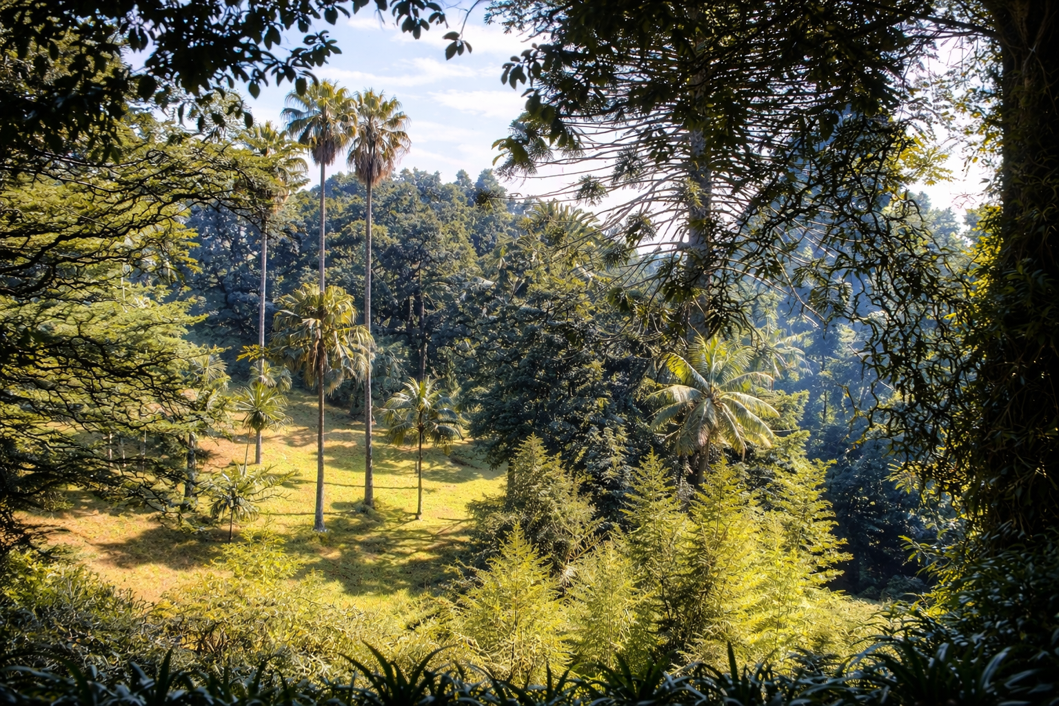 Floresta tropical ao meio-dia