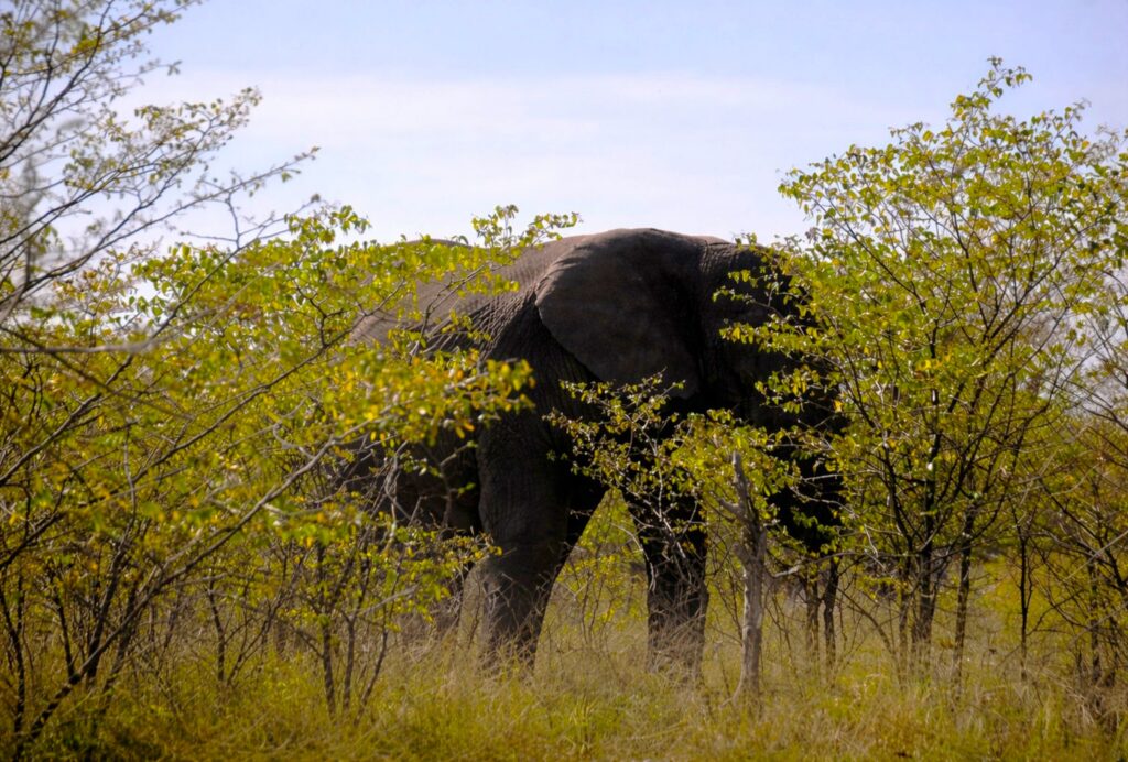 Elefante escondido na vegetação densa