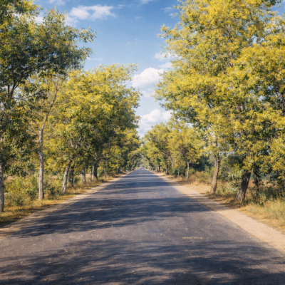 Estrada rodeada de árvores ao longe