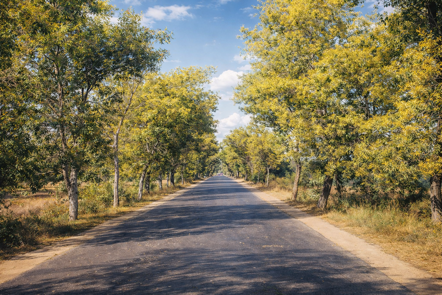 Estrada rodeada de árvores ao longe