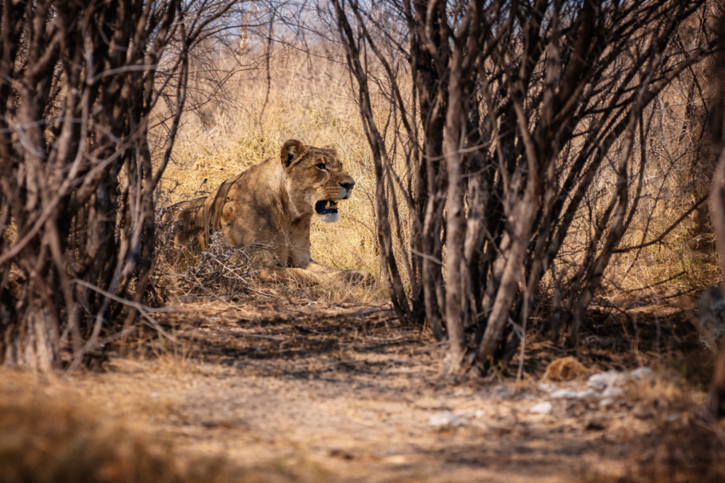 Leoa escondida na savana africana