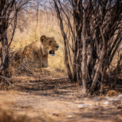 Leoa escondida na savana africana