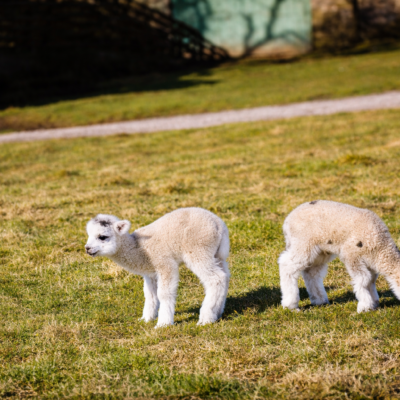 Crias de alpaca em campo ensolarado