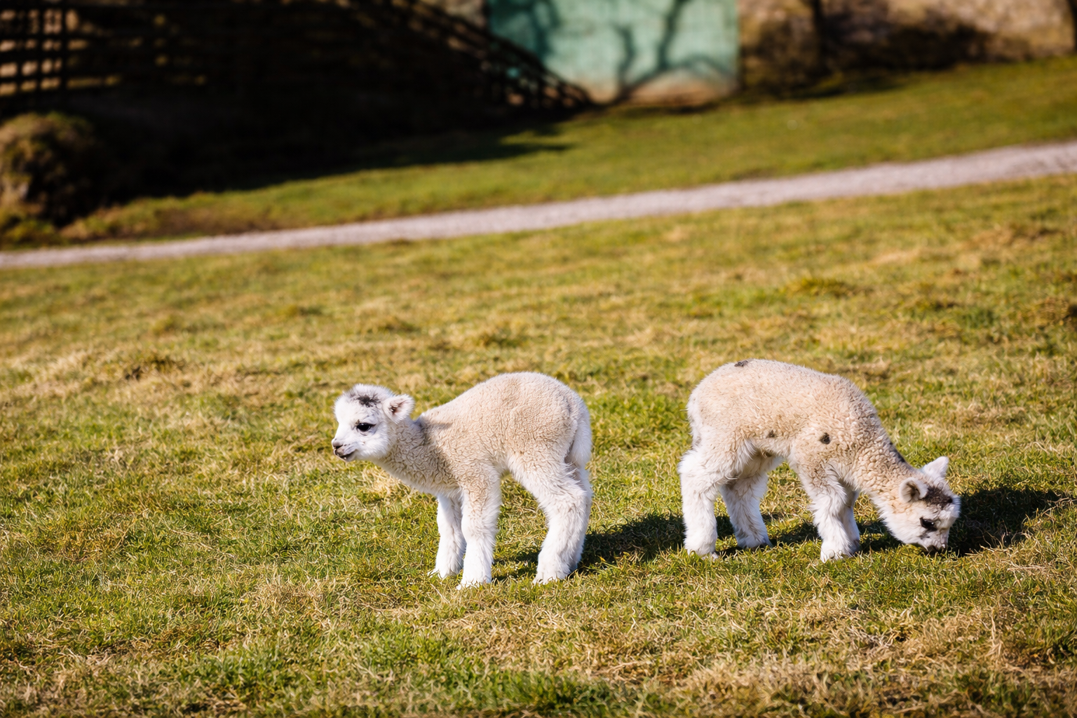 Crias de alpaca em campo ensolarado