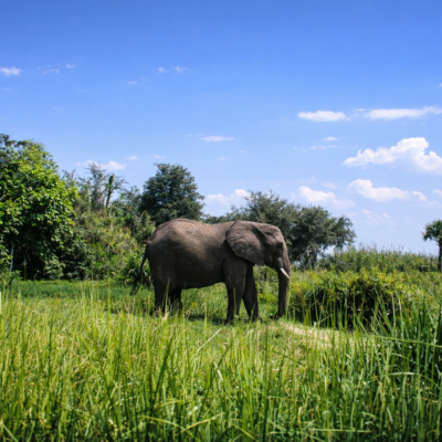 Elefante africano na savana verdejante