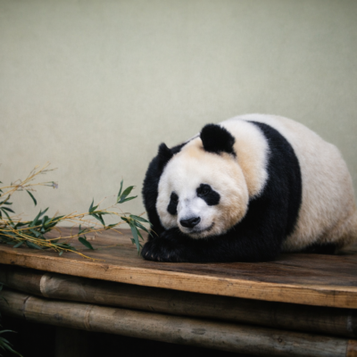Panda descansando na plataforma de madeira
