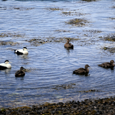 Patos à beira-mar em águas rasas