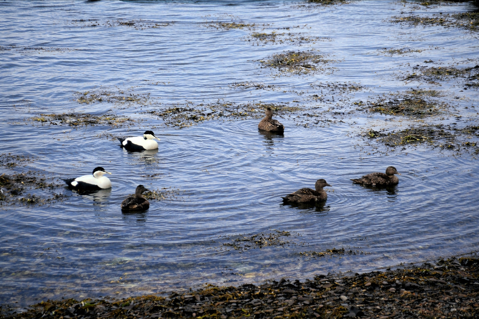 Patos à beira-mar em águas rasas
