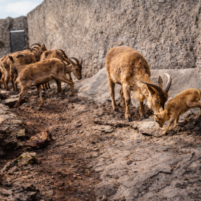 Ibexes no terreno rochoso com sol