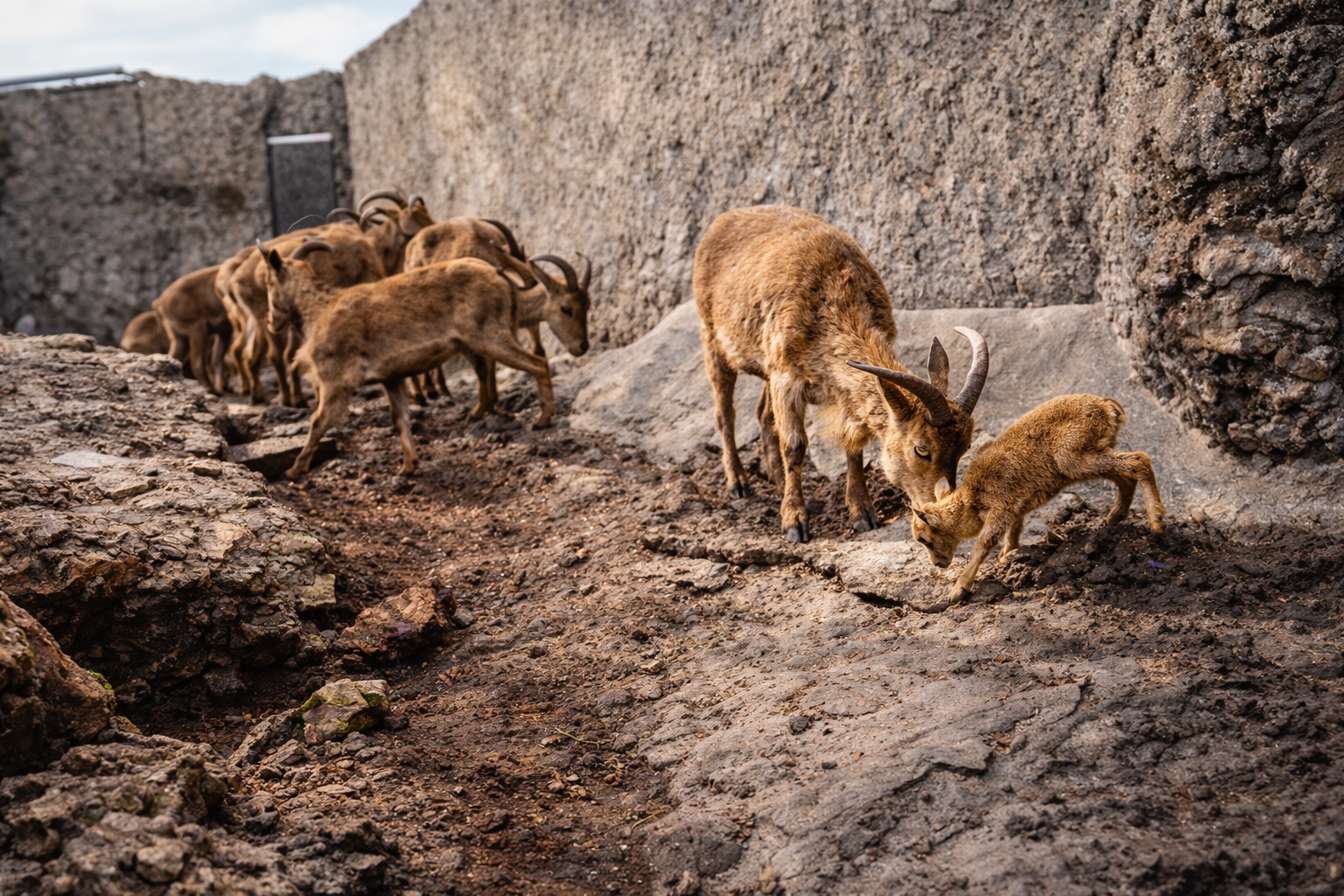 Ibexes no terreno rochoso com sol
