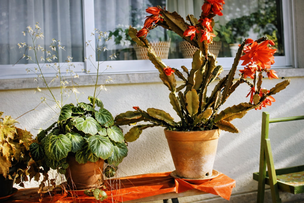 Plantas em vasos ao sol