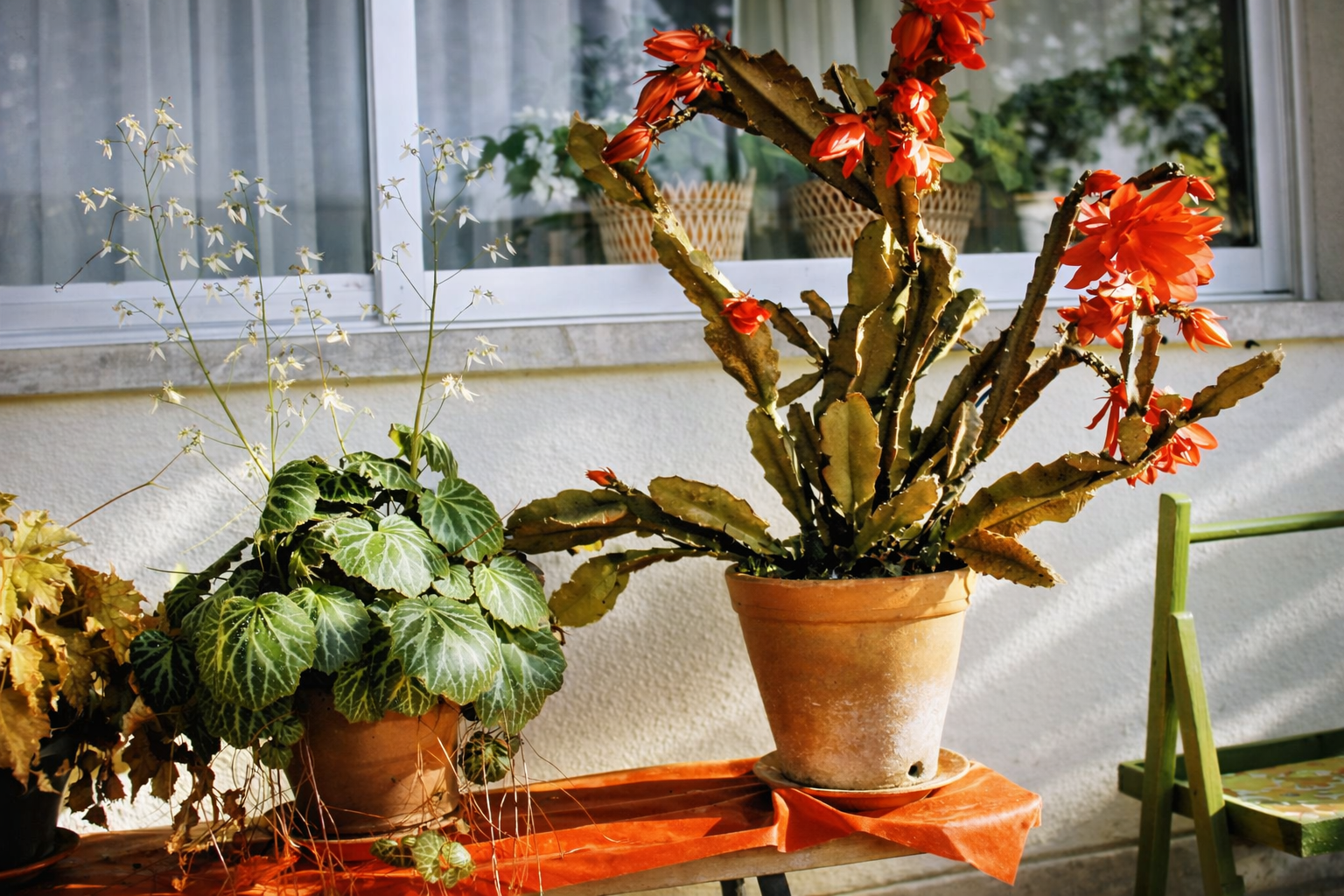 Plantas em vasos ao sol