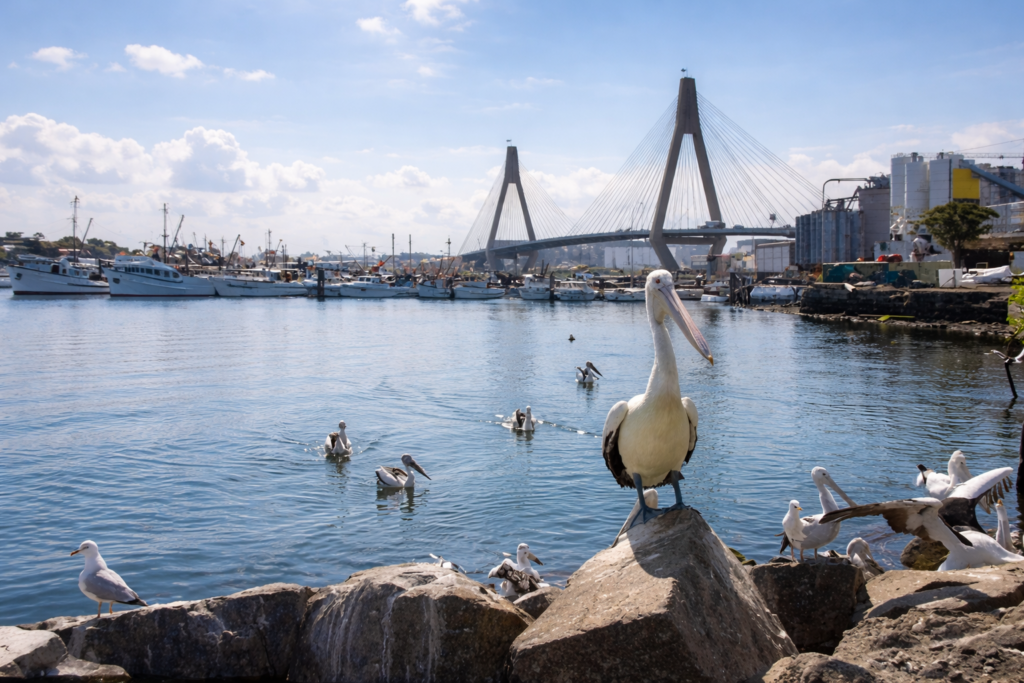 Pelicano à beira do porto