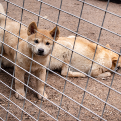 Cachorro Shiba Inu curioso no cercado