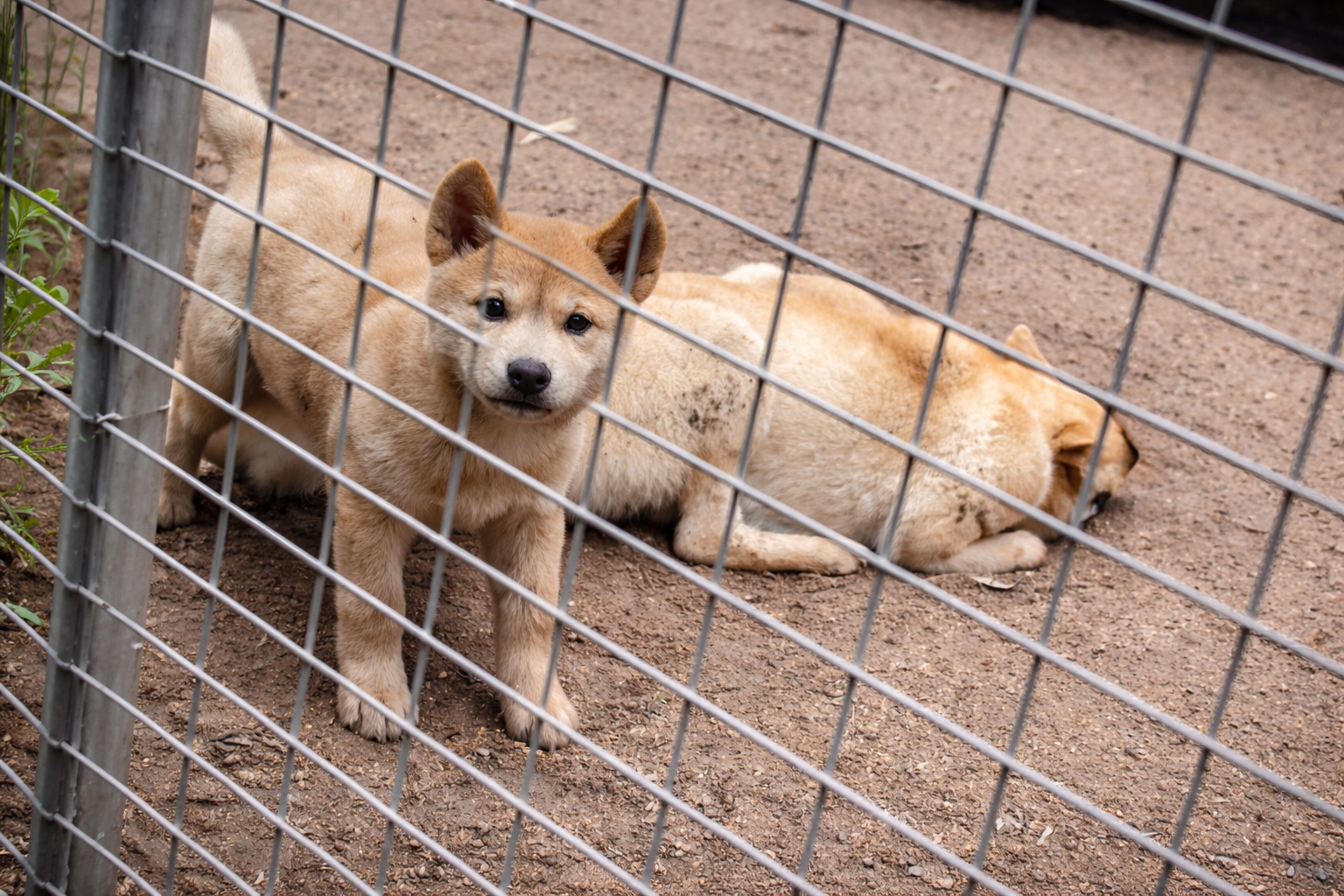 Cachorro Shiba Inu curioso no cercado