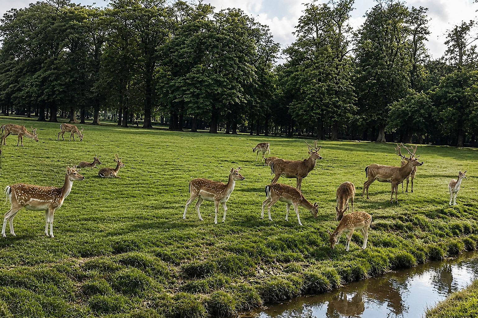 Cervo pastando em prado tranquilo