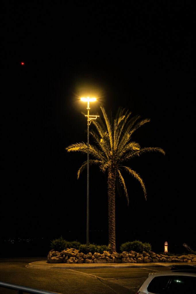 Luz do poste e palma à noite