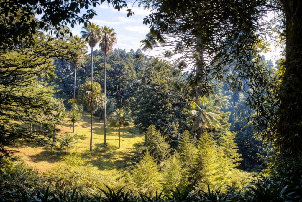 Floresta tropical ao meio-dia