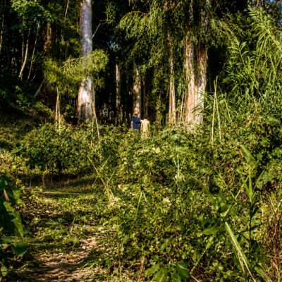 Luz solar atravessa a clareira da floresta