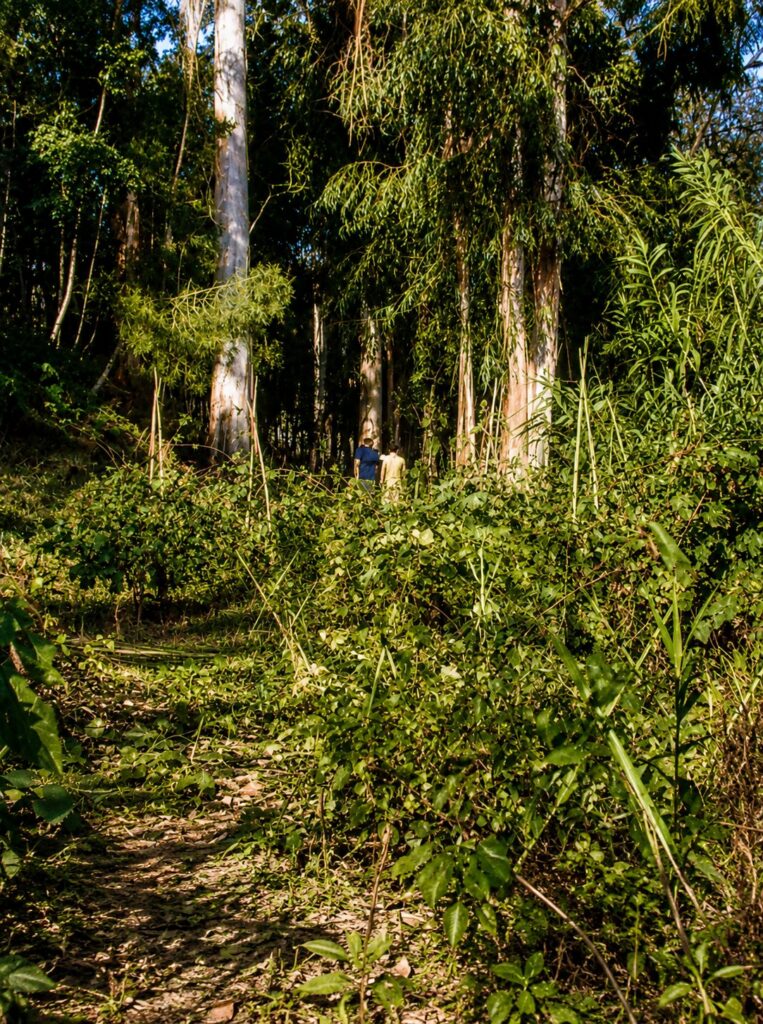 Luz solar atravessa a clareira da floresta