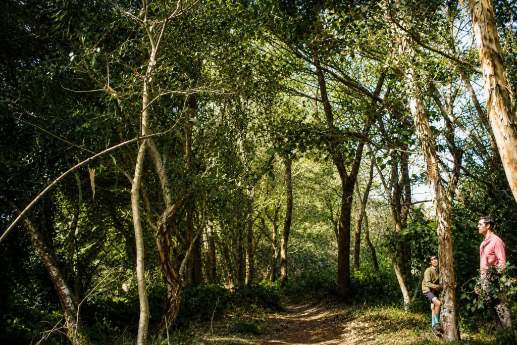 Caminho na floresta iluminada pelo sol