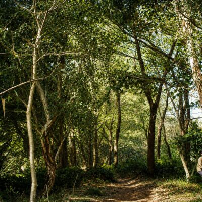 Caminho na floresta iluminada pelo sol