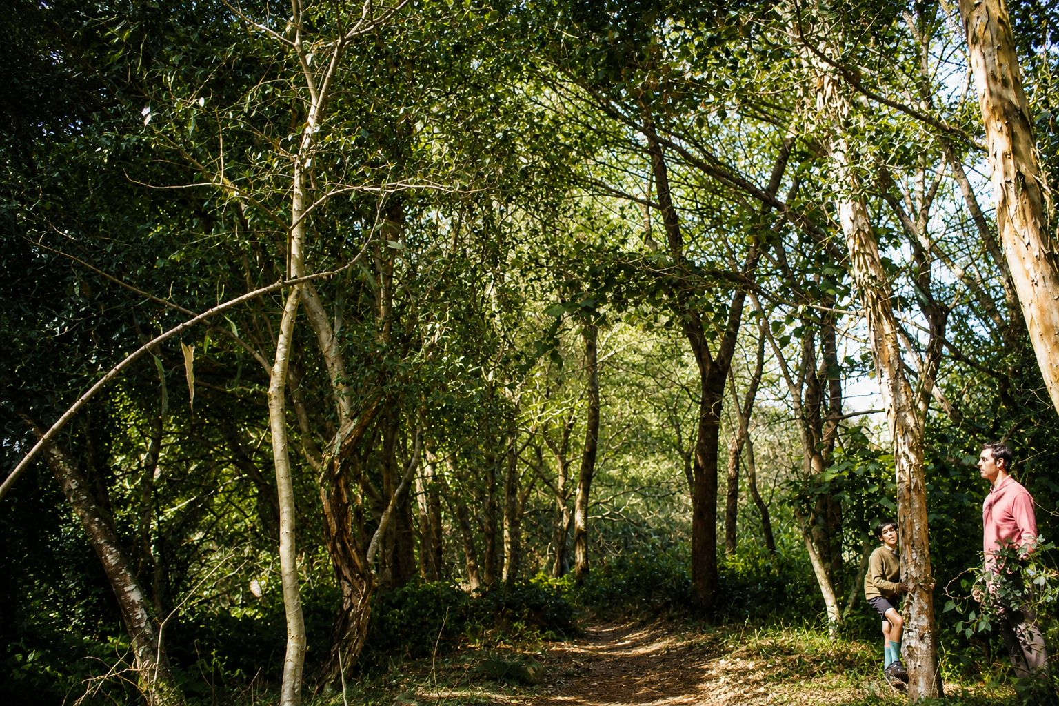 Caminho na floresta iluminada pelo sol