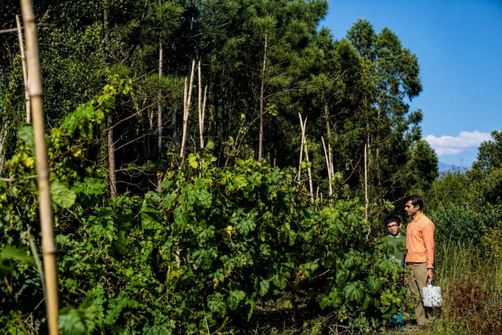 Paisagem rural com vinhedo e crianças