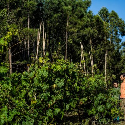 Paisagem rural com vinhedo e crianças